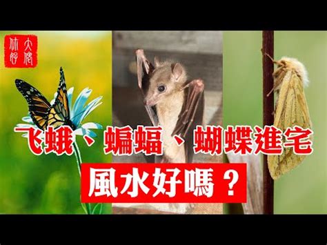 家中有飛蛾代表什麼|習俗百科／家中出現大量飛蛾是凶兆？暗示「兩事」將。